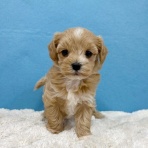 わん１００（ワンハンドレッド）四街道店