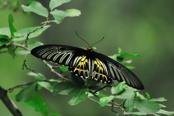 キシタアゲハ１４頭 265-02998 | トリバネアゲハデジタル大図鑑（大屋崇コレクション）