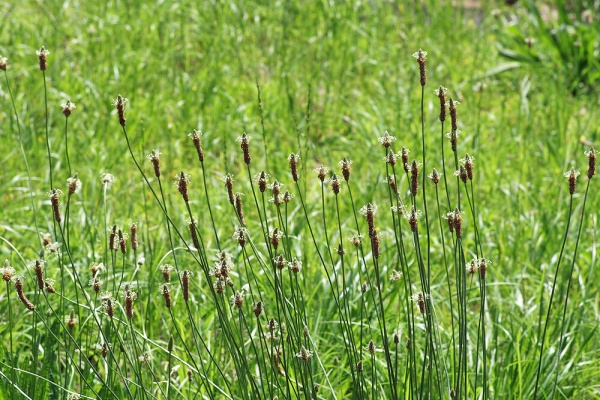 妖精からの贈物 ヘラオオバコ