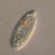 Chilomonas paramecium 　クリプトモナス目