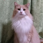 にこにこニコル♪