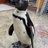 東北サファリパークのさっしーw