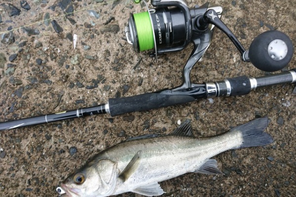 電柱オヤジの気まぐれ釣りブログ シーバス