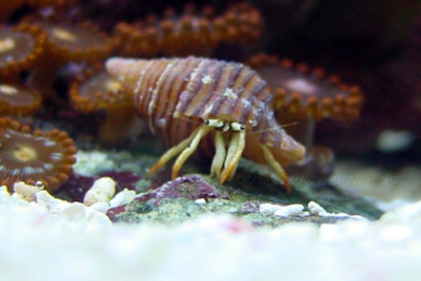 ほんのり赤いマニキュア アカツメサンゴヤドカリ フグweb ハコフグとフグと海水魚と Second Season ほんのり赤いマニキュア アカツメサンゴヤドカリ フグweb ハコフグとフグと海水魚と Second Season