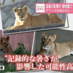 外国人「知られてないが日本の動物園はレベルが低い」ライオン3頭が猛暑で死亡