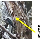 春分図　２０２６年（２）