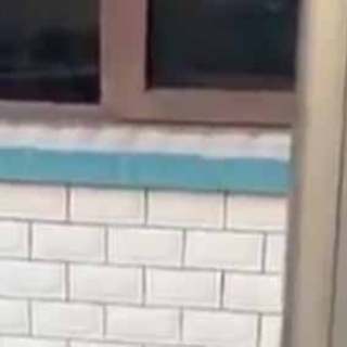 猫の動画 ねこわん！