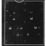 『「足利事件」の真犯人は野放し状態。隠蔽された未解決事件「北関東連続幼女誘拐殺人事件」を知っていますか』の画像