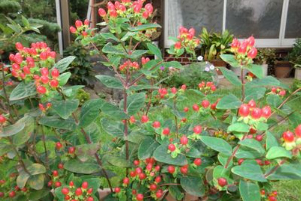 ヒペリカム きぬちゃんのblog