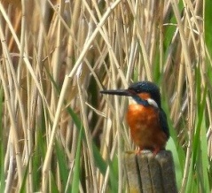 2026年4月15日の野鳥公園