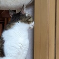 振り返ると　なつ