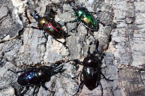 ニジイロクワガタ ピカール血統に対する所感 : My History of Insects