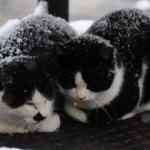 この時期の野良猫って寒さで死なないんか？ 	