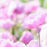 『騙されないで』の画像