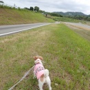 走って🐕きたよ