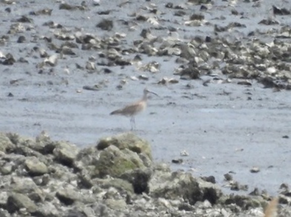 2026年4月17日の野鳥公園