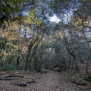 春日山原始林と滝坂道
