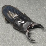 Odontolabis Laboratory