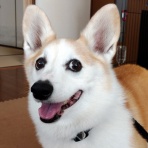 わんこと鉄とアマチュア無線  de JE4CER