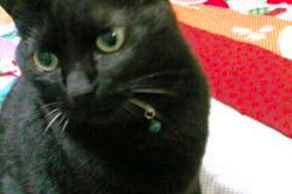 Blue S Owl ぶるずおうる