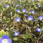 すっとこどすこい株投資