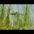 2026年7月11日の野鳥公園