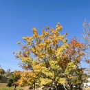 落ち葉もりもり