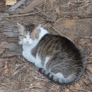 猫、時々道端の花　～覚えていてくれたね～