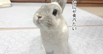 うさぎのルリ(5/16追記)