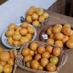 優雅に節約生活