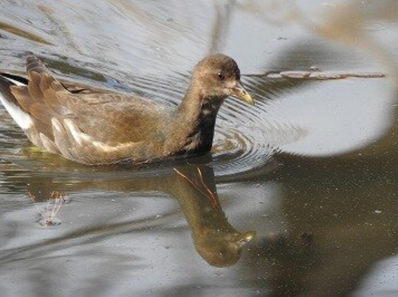2025年3月2日の野鳥公園