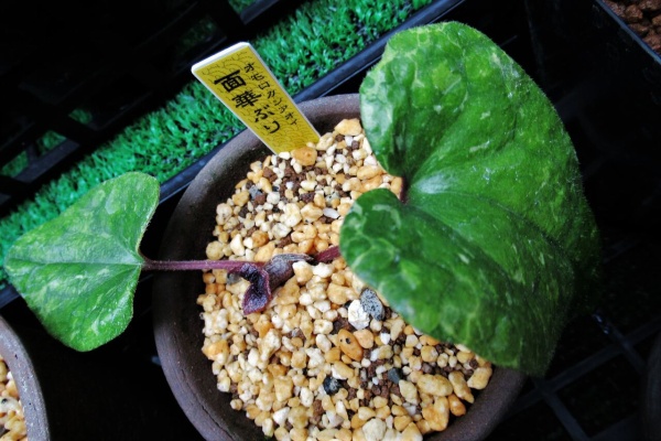 カンアオイに魅せられて！！ - オモロカンアオイ