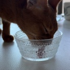 朝ごはん中の飼い主を後ろからチョイチョイして抱っこに成功し、満足げなひめちゃん