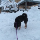 雪が降って・・・
