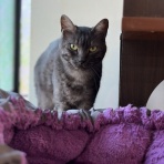 猫カフェ ねこまんまBlog