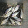 今日も暑いですが、タナゴ釣り～