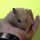 可愛いキンクマハムスター達、その3・・・と、今月の早じまい。