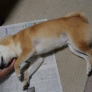 今日も家の被害はなし　兄弟のイチ君に会った