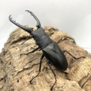 ケイスケギラファ 個体紹介〜産卵セット（1サイクル目)