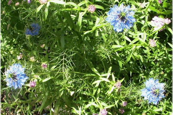 お庭を花いっぱいに ニゲラ