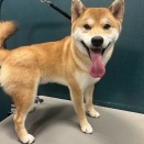 トリミングブログ