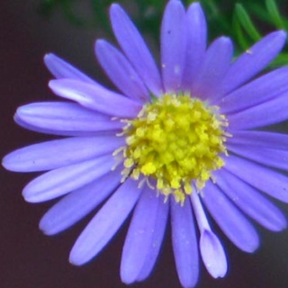 Alex's Garden Party♪