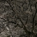 「夜桜」