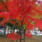 『紅葉。過ぐ世現つ世紡ぐ糸MM572』の画像