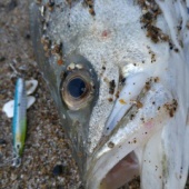 ありがとう鹿島灘2015年水揚げ②