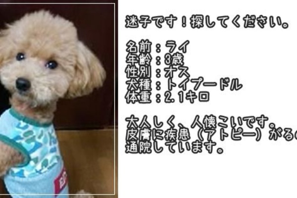 迷子のトイプードルを探すブログ 解決済み 迷子のトイプードルを探すブログ 解決済み