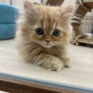 🐱推しを紹介しますっ‼️🐱
