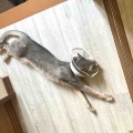 それぞれに、シュワッチ！