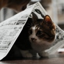 続続・新聞かぶりのとらやんと三連休引きこもりのとむさんと(とら麦74)