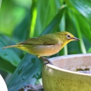 水飲み場にメジロが留まって